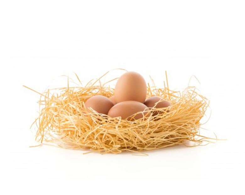 BIO & ECO Egg